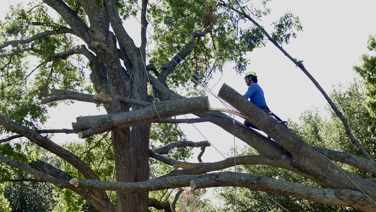 Professional Hazardous Tree Removal performed by certified arborists in Merced