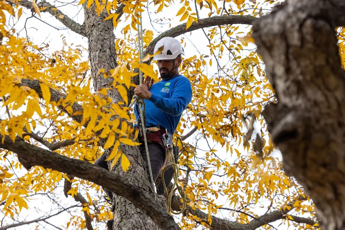 Skilled Tree Planing crew working in Merced